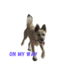 My Pet！！（個別スタンプ：16）