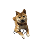 柴犬ちゃん（個別スタンプ：1）