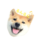 柴犬ちゃん（個別スタンプ：2）