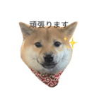 柴犬ちゃん（個別スタンプ：3）