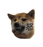 柴犬ちゃん（個別スタンプ：4）