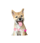 柴犬ちゃん（個別スタンプ：5）