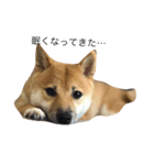 柴犬ちゃん（個別スタンプ：7）
