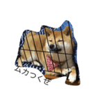 柴犬ちゃん（個別スタンプ：8）