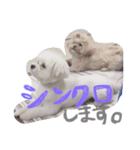 チロル＆ココル（個別スタンプ：2）