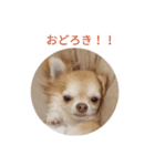 我が家のチワワちょろまつスタンプ（個別スタンプ：1）