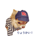 我が家のチワワちょろまつスタンプ（個別スタンプ：8）