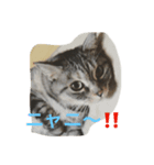 適当セット（個別スタンプ：1）