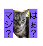 適当セット（個別スタンプ：2）