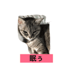 適当セット（個別スタンプ：3）