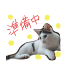 ミケネコとワンコ その2（個別スタンプ：4）