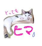 ミケネコとワンコ その2（個別スタンプ：5）
