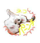ミケネコとワンコ その2（個別スタンプ：7）