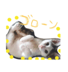 ミケネコとワンコ その2（個別スタンプ：8）