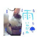 ミケネコとワンコ その2（個別スタンプ：10）