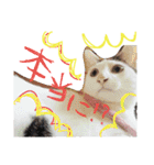 ミケネコとワンコ その2（個別スタンプ：14）