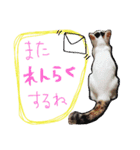 ミケネコとワンコ その2（個別スタンプ：17）
