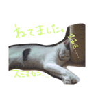 ミケネコとワンコ その2（個別スタンプ：22）