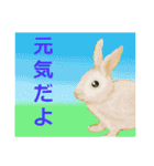 ウサギさんのスタンプ（個別スタンプ：3）