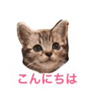 アメリカンショートヘア たら＆うに（個別スタンプ：1）