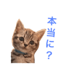 アメリカンショートヘア たら＆うに（個別スタンプ：2）