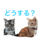 アメリカンショートヘア たら＆うに（個別スタンプ：5）