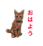 アメリカンショートヘア たら＆うに（個別スタンプ：6）