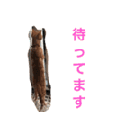 アメリカンショートヘア たら＆うに（個別スタンプ：8）