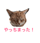 アメリカンショートヘア たら＆うに（個別スタンプ：9）