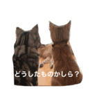 アメリカンショートヘア たら＆うに（個別スタンプ：11）