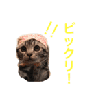アメリカンショートヘア たら＆うに（個別スタンプ：13）