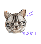 アメリカンショートヘア たら＆うに（個別スタンプ：14）