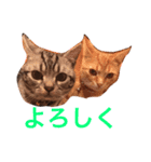 アメリカンショートヘア たら＆うに（個別スタンプ：15）