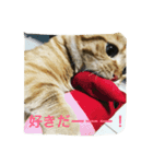 マンチカンのてびち君。（個別スタンプ：1）