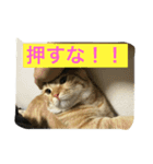 マンチカンのてびち君。（個別スタンプ：2）