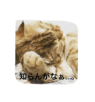 マンチカンのてびち君。（個別スタンプ：3）