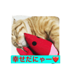 マンチカンのてびち君。（個別スタンプ：4）