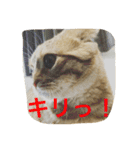 マンチカンのてびち君。（個別スタンプ：5）