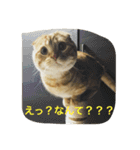 マンチカンのてびち君。（個別スタンプ：7）