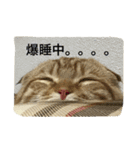 マンチカンのてびち君。（個別スタンプ：10）