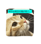 マンチカンのてびち君。（個別スタンプ：15）