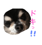 愛犬オズワルド（個別スタンプ：2）