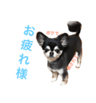 愛犬オズワルド（個別スタンプ：3）