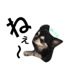 愛犬オズワルド（個別スタンプ：4）