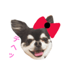 愛犬オズワルド（個別スタンプ：7）