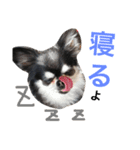 愛犬オズワルド（個別スタンプ：8）