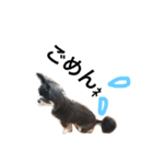 愛犬オズワルド（個別スタンプ：9）