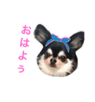 愛犬オズワルド（個別スタンプ：10）
