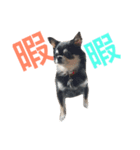 愛犬オズワルド（個別スタンプ：12）