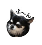 愛犬オズワルド（個別スタンプ：14）